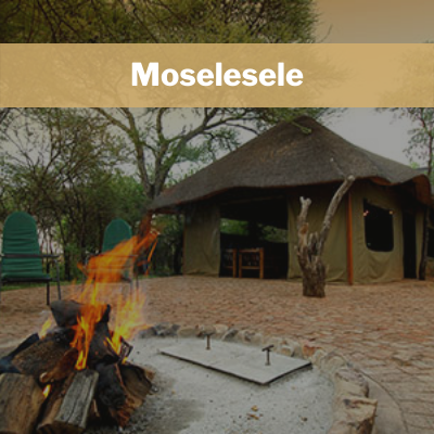 Moselesele - Sondela Nature Reserve
